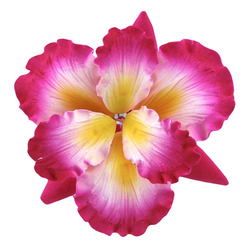 Dutch Iris, Hot Pink with Yellow & White Center, 1 Count by Chef Alan Tetreault