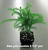 Norfolk Island Pine -Indoor Christmas Tree- 2 1/2" Pot