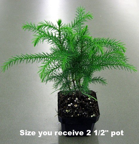 Norfolk Island Pine -Indoor Christmas Tree - 2 1/2" Pot