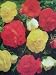 Double Begonias Mixture : 3 Bulbs