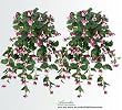 TWO 35" Artificial Fuchsia Hanging Flower Bushes _burgundy, with No Pot,
