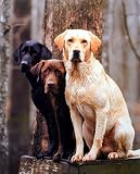 3 Phases Of Labrador Retriever Dog Art Poster Print - 16 X 20