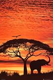 African Sunset Photography Poster Print, 24×36