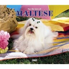 For The Love Of Maltese 2005 Calendar