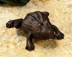 Frog Key Hider