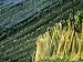 Nets Protect Ripening Grapes from Thieving Birds at a Zurich Vineyard Photographic Po...