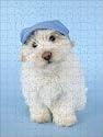Jigsaw of DOG - Coton de Tulear puppy (8 wks old) wearing a blue hat from Ardea