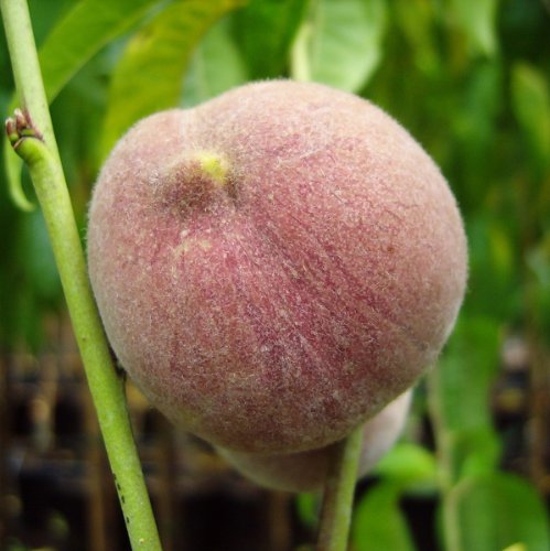 Roter Weinbergpfirsich Busch, 1 Pflanze Preisvergleich