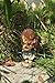 Top Collection Enchanted Story Fairy Garden Little Fairy Outdoor Statue