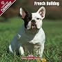 2009 French Bulldog Wall Calendar
