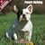 2009 French Bulldog Wall Calendar