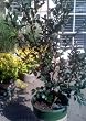 Yuletide Camellia Five Gallon Plant by Monrovia Growers