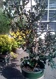 Yuletide Camellia Five Gallon Plant by Monrovia Growers