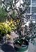 Yuletide Camellia Five Gallon Plant by Monrovia Growers