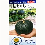 坊ちゃん(協和交配)　数量:10粒