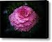 Cabbage Rose Canvas Print / Canvas Art - Artist Joyce Kimble Smith