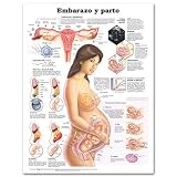 Pregnancy and Birth Anatomical Chart in Spanish (Embarazo y parto) (Spanish Edition)