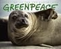 Greenpeace: Standing Up for the Earth 2006 Calendar (Wall Calendar)