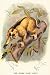 Art Poster, The Javan Slow Loris - 18.75 x 27.5