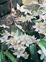 Clematis armandii Snowdrift