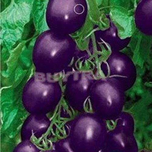 wonder4land 1 Bag 20 seeds Purple Tomato Seed Green Food wonder4land 1 Bag 20 seeds Purple Tomato Seed Green Food