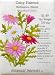 Daisy Painted Seeds Robinsons Blend 70 Seeds