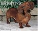 Book Just Dachshunds 2006 16-Month Wall Calendar