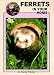 Ferrets in Your Home