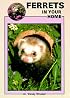 Ferrets in Your Home