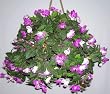 Lavender & Cream Hanging Impatiens Basket