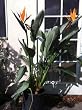 Bird of Paradise Plant -- 12 by 12 Inch Container
