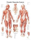 Muscular System with Female Figure