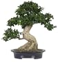 Brussel's Taiwan Ficus Specimen Tree