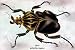 Art Poster, Beetle: African Goliathus Magnus #1 - 27.5 x 18.75