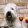 Soft-Coated Wheaten Terriers 2004 Calendar