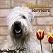 Soft-Coated Wheaten Terriers 2004 Calendar