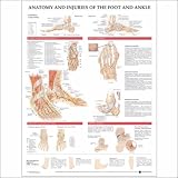 Anatomy and Injuries of the foot and ankle Anatomical Chart 20" X 26" Laminated