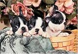 300 Piece Boston Terrier Puppies Jigsaw Puzzle