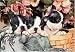 boston terrier - 300 Piece Boston Terrier Puppies Jigsaw Puzzle