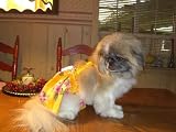 Joybies Sunny Yellow Aloha Piddle Skirt(TM) for X Small Female Dog (Measuring 11