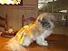 Joybies Sunny Yellow Aloha PiddleSkirt(TM) for Medium Female Dog (Measuring 15-17 From Collar to Base of Tail)