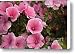 Rose Mallow Flowers Canvas Print / Canvas Art - Artist Erin Paul Donovan