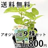 「プランターで育てる野菜シリーズ」アオジソ(大葉・紫蘇) の苗　3号ポット　９株セット