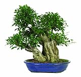 Brussel's Golden Gate Ficus Specimen Bonsai, Age: 40 Yrs; Height - 25-Inch, ST7045GGF-B
