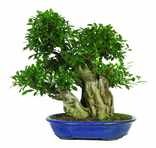 Brussel's Golden Gate Ficus Specimen Bonsai, Age: 40 Yrs; Height - 25-Inch, ST7045GGF-B