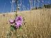 Cornish Mallow (Lavatera Cretica) Flower, Peloponnese, Greece Photographic Poster Print by Konrad Wothe, 40x30