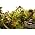 Thumbnail image of Rx Bandits