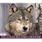 Wolves . . in 2012 Calendars !