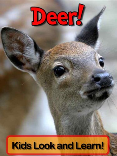 Deer! Learn About Deer and Enjoy Colorful Pictures - Look and Learn! (50+ Photos of Deer)