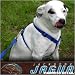 Jacksonville Jaguars Black Dog Harness